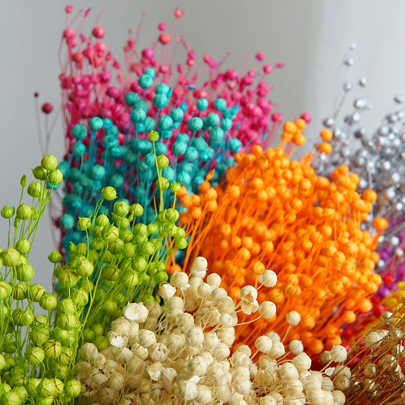 35g/Korunmuş Ormosia Hosiei Do - Dried Flower Bulk incelemesi ve fiyatı