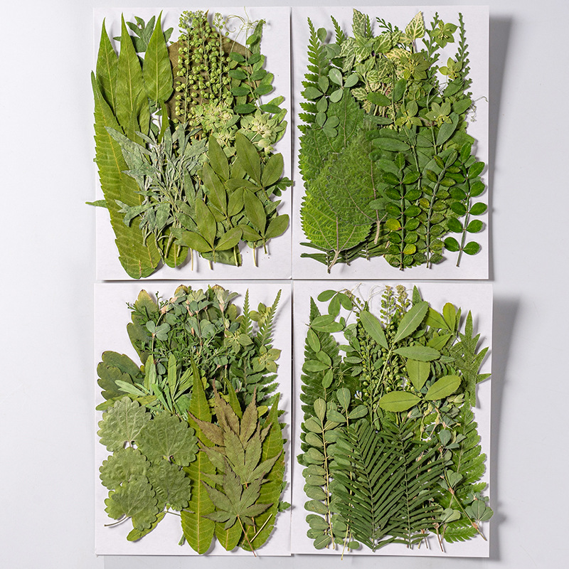 1 takım 35 adet Preslenmiş Kur - Dried Flower Bulk incelemesi ve fiyatı