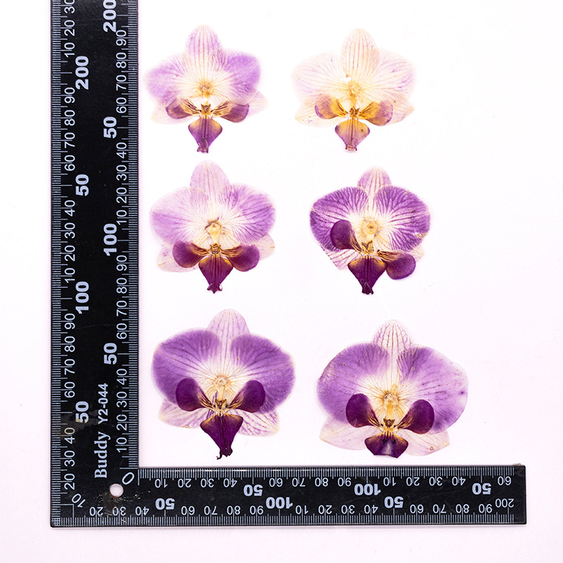 4 adet preslenmiş kurutulmuş P - Dried Flower Bulk incelemesi ve fiyatı